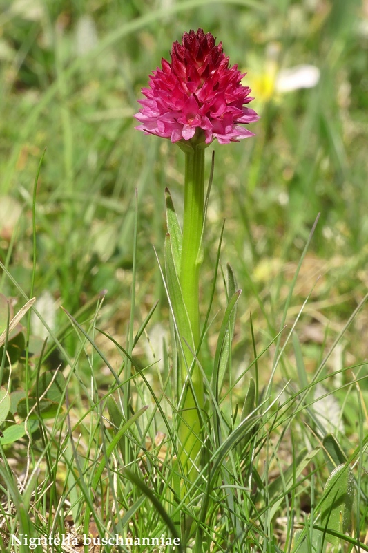 La Nigritella widderi nelle Dolomiti di Brenta.